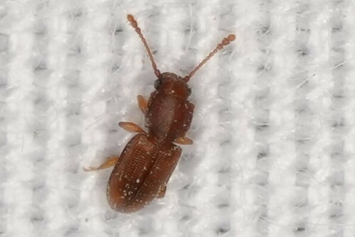 Foreign grain beetle photo 4