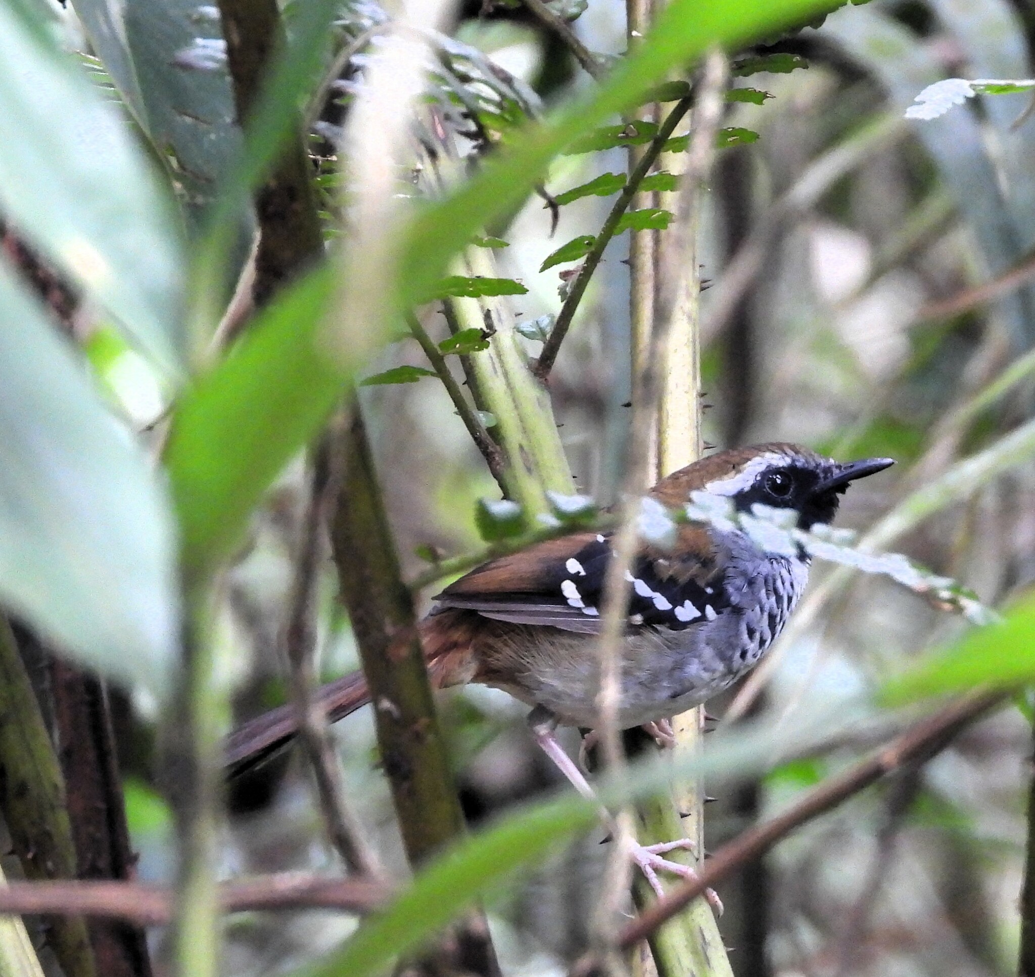 Squamate Antbird illustration