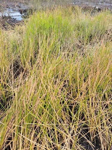 Image of Eleocharis equisetoides by (c) simonpesant, some rights reserved (CC BY)