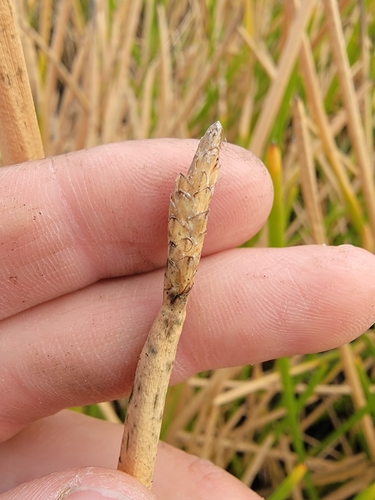 Image of Eleocharis equisetoides by (c) simonpesant, some rights reserved (CC BY)