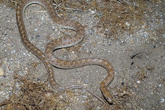Arizona elegans eburnata