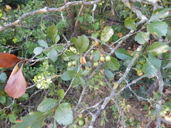 Crataegus viridis glabriuscula