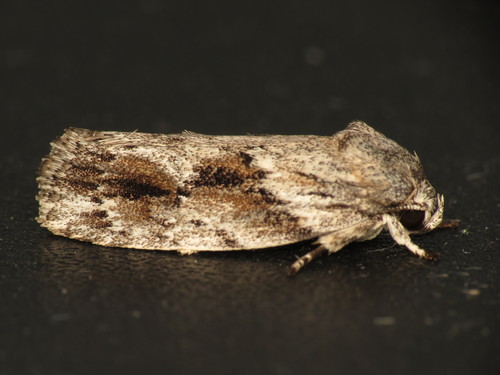 Agriophara confertella Walker, 1864