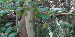 Ribes pinetorum