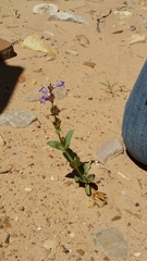 Penstemon carnosus
