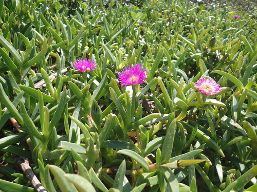 Image of Carpobrotus dimidiatus by (c) Mahomed Desai, some rights reserved (CC BY)