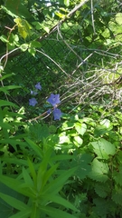 Campanula persicifolia