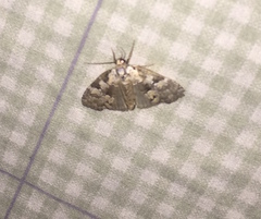 Leuconycta lepidula