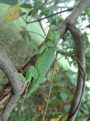 Iguana iguana