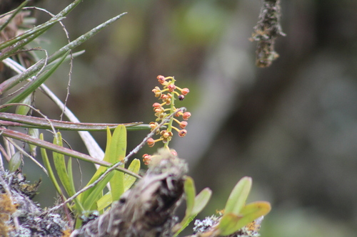 Epidendrum brachyglossum Lindl.
