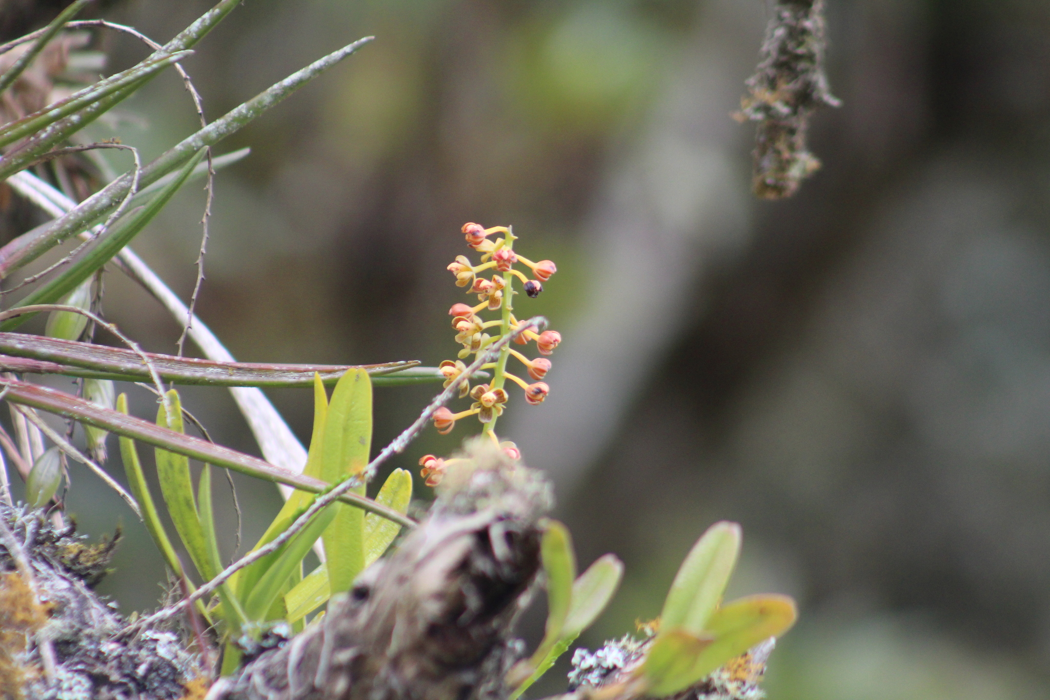 Epidendrum microtum (Lindl.) Hágsater & L.Sánchez 2