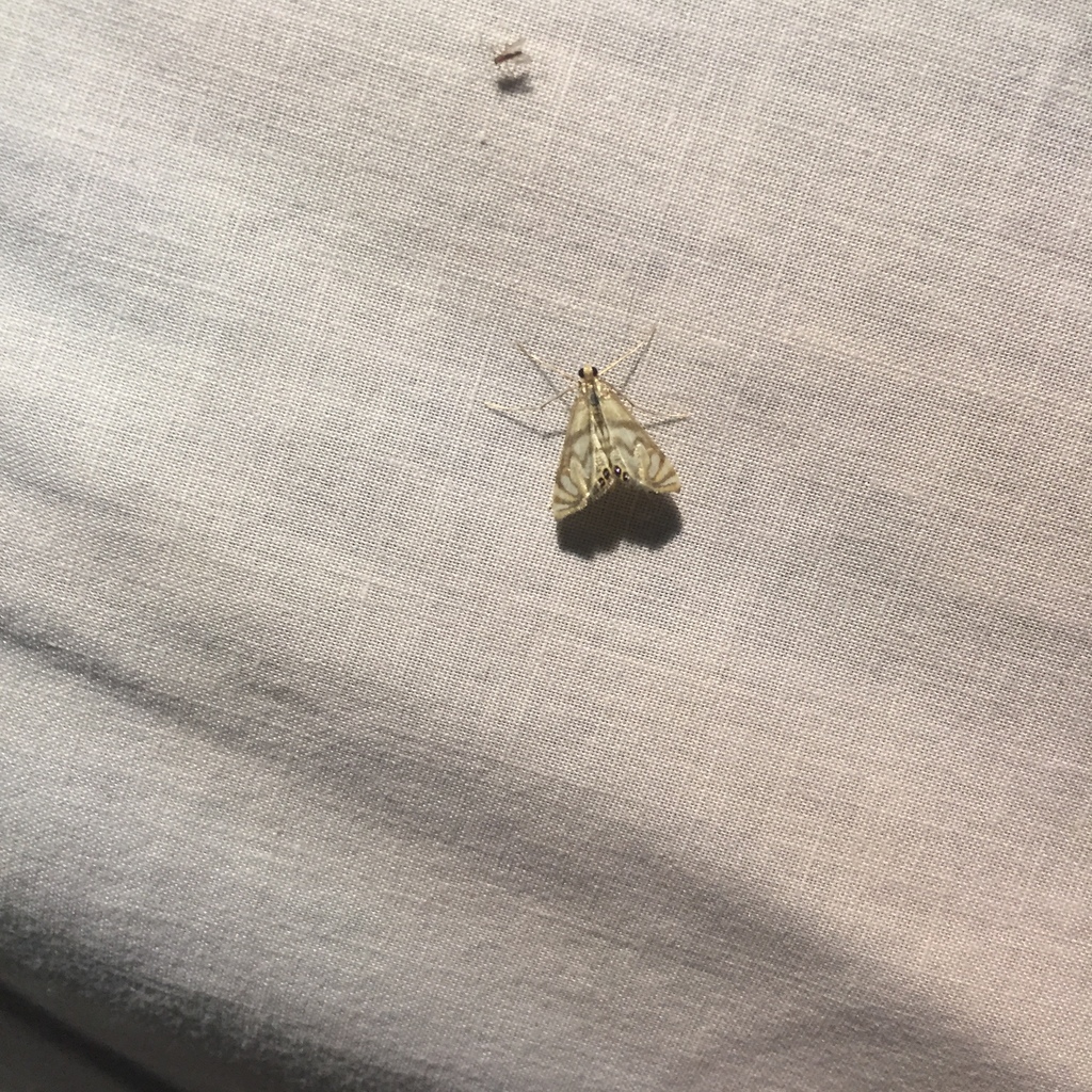 Scrollwork Pyralid Moth