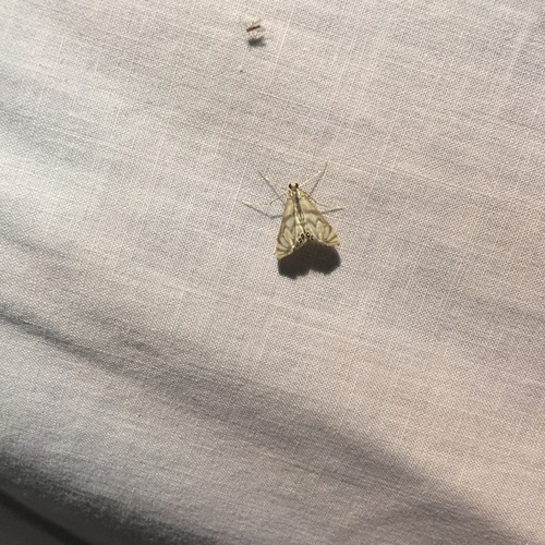 Photo of Scrollwork Pyralid Moth (Neocataclysta magnificalis)