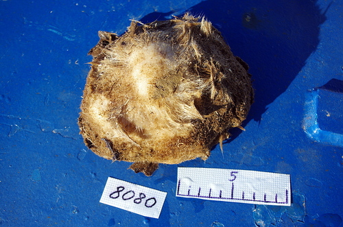 mulberry horny sponge