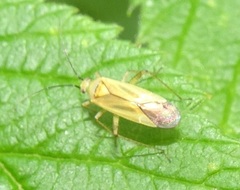 Plagiognathus longipennis