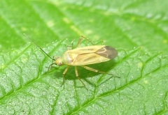 Plagiognathus longipennis
