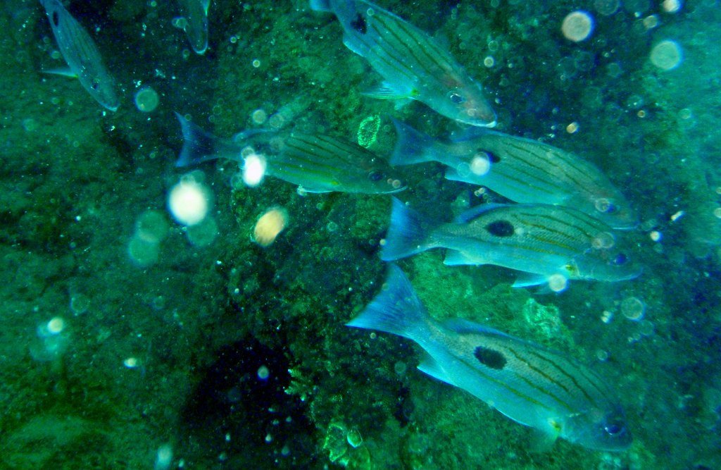 Striped Snapper