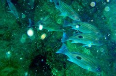 Lutjanus indicus