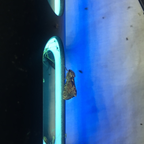 Conifer Swift Moth photo 5
