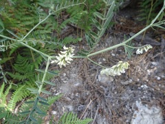 Vicia pulchella