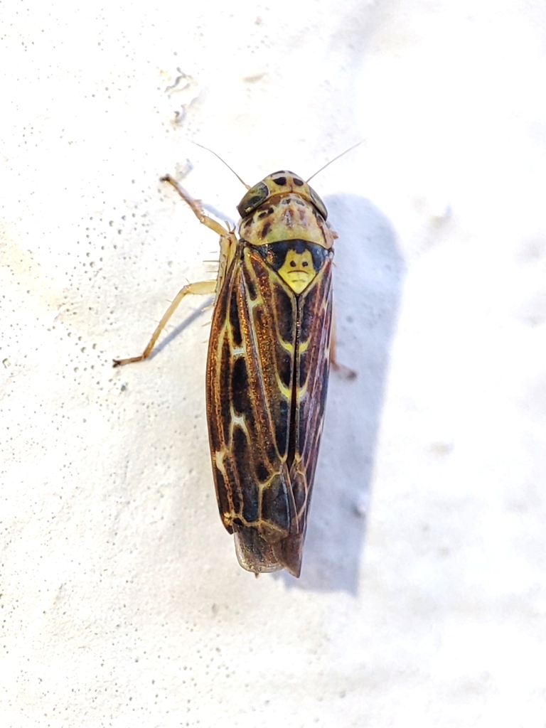 Lamprotettix nitidulus