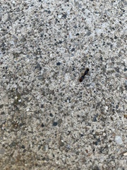Tetramorium immigrans