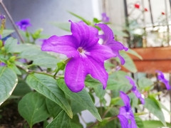 Browallia speciosa