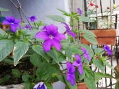 Browallia speciosa