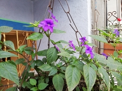 Browallia speciosa