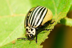 Leptinotarsa undecimlineata