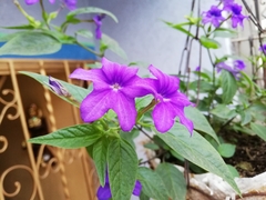 Browallia speciosa