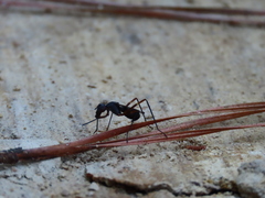 Taeniaptera trivittata