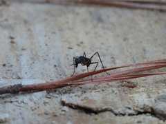 Taeniaptera trivittata