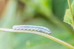 Monostegia abdominalis