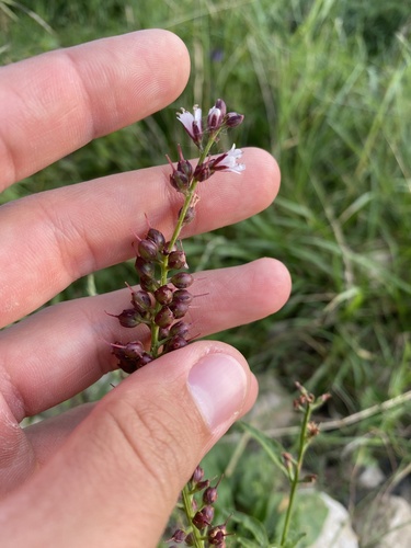 Image of Lysimachia dubia by (c) Илья Руденко, some rights reserved (CC BY)