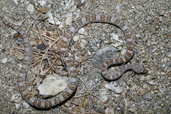 Trimorphodon lyrophanes