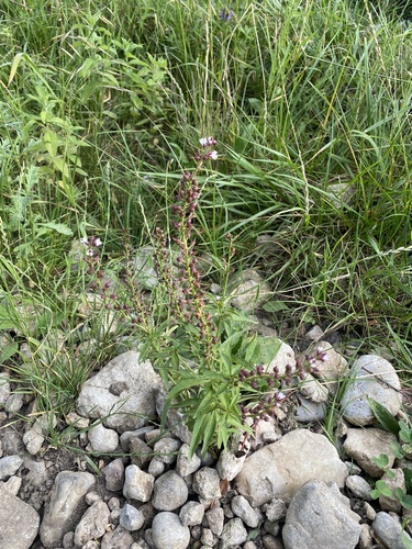 Image of Lysimachia dubia by (c) Илья Руденко, some rights reserved (CC BY)
