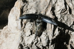 Sternocera orissa orissa