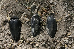 Sternocera orissa orissa