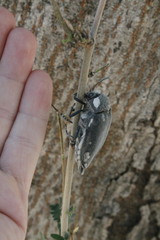 Sternocera orissa orissa