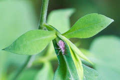 Aphrastus taeniatus
