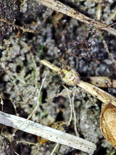 Soot sprite photo 3