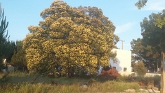 Acacia pycnantha