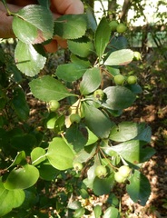 Crataegus reverchonii