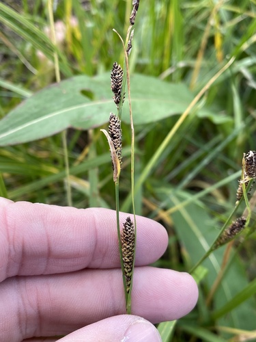 Image of Carex aquatilis by (c) Sam Kieschnick, some rights reserved (CC BY)