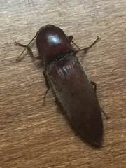 Elaterini
