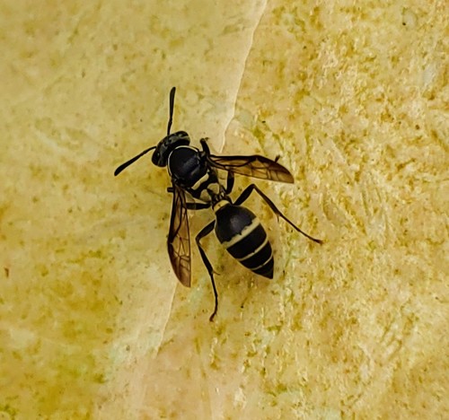 Polybia plebeja