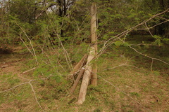 Senegalia bonariensis