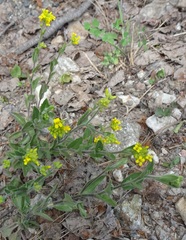 Draba petrophila