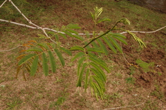 Senegalia bonariensis